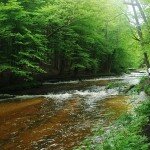 DSC_8374 (2)